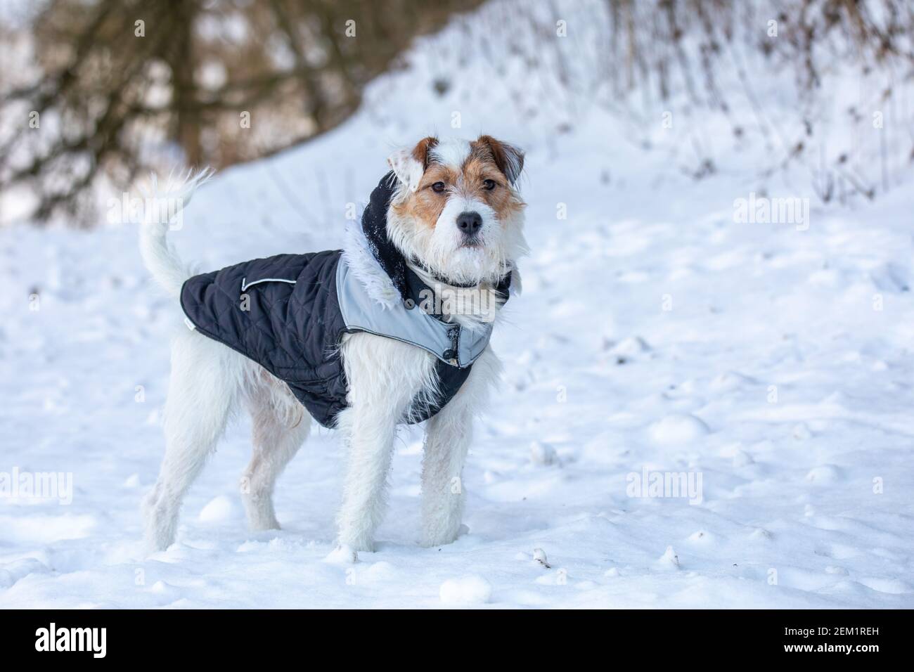 Portrait of young dog pet, cute pup of parson russell terrier breed near at winter nature. Stock Photo