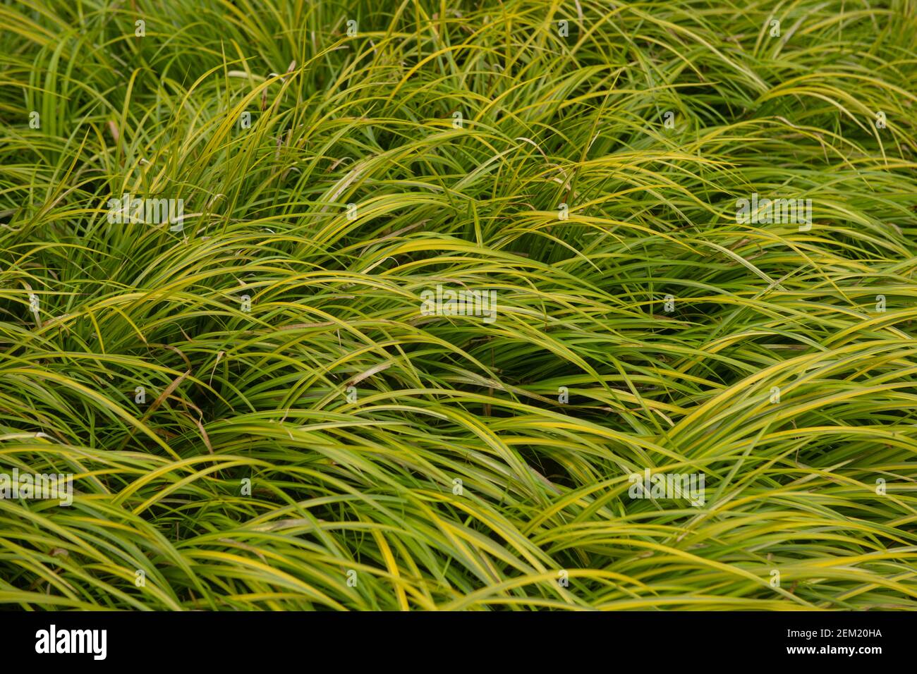 Winter Variegated Green and Yellow Foliage of the Grassy Leaved Sweet Flag Plant (Acorus gramineus 'Oborozuki') Growing in a Garden in Rural Devon, En Stock Photo
