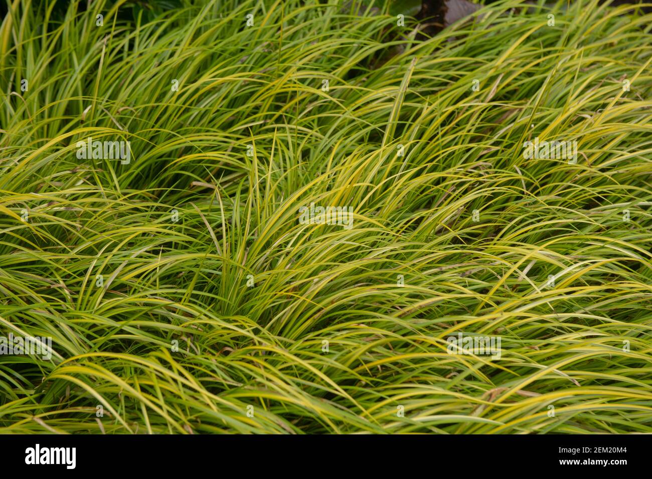 Winter Variegated Green and Yellow Foliage of the Grassy Leaved Sweet Flag Plant (Acorus gramineus 'Oborozuki') Growing in a Garden in Rural Devon, En Stock Photo