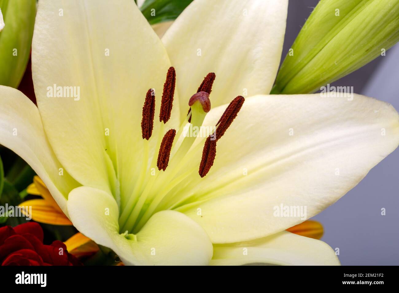 A beautiful bouquet of white lily flower Stock Photo - Alamy