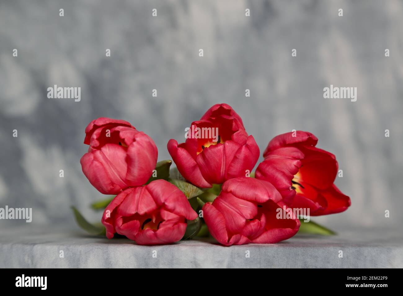 Five red tulips on a table Stock Photo