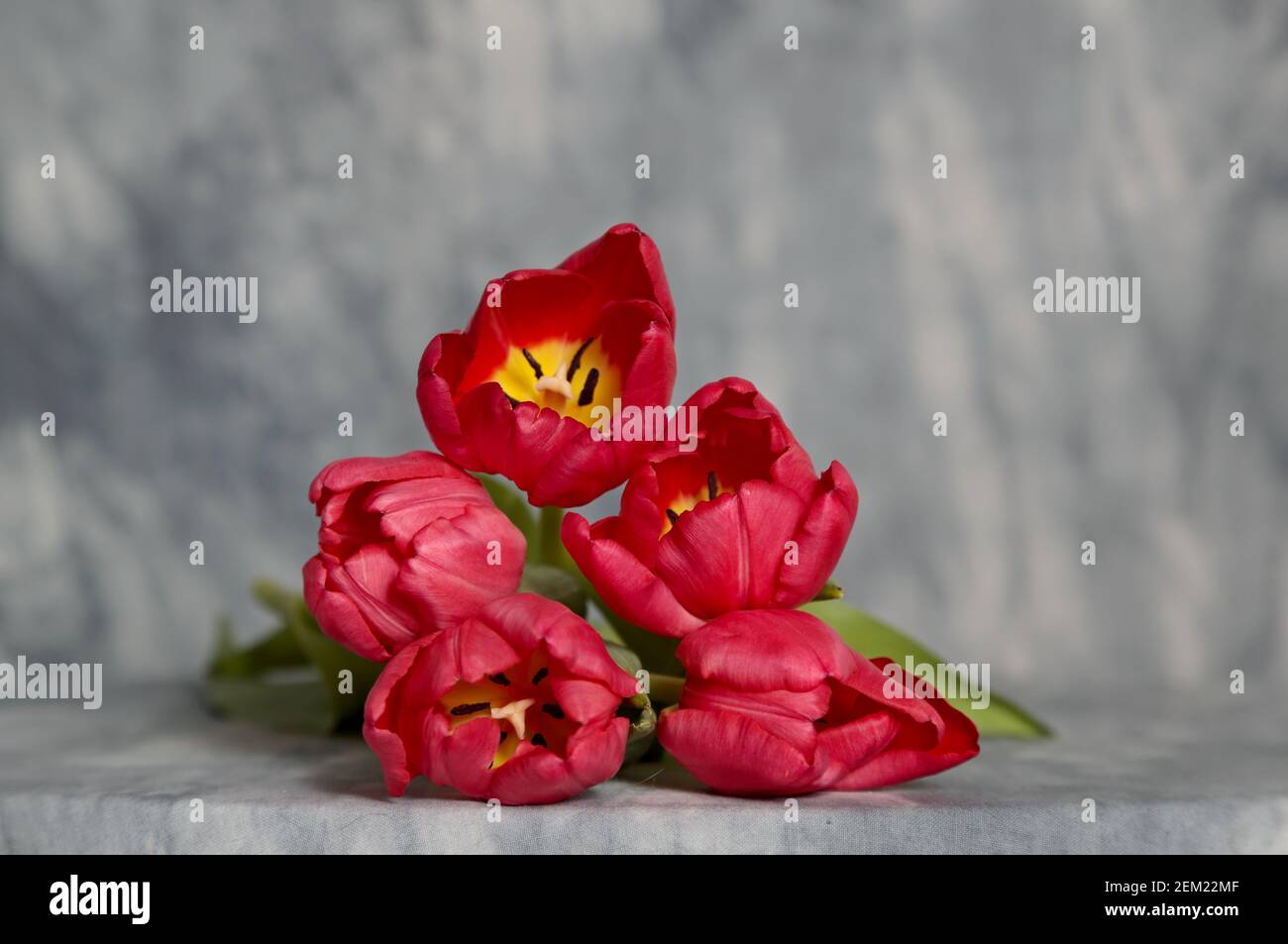 Five red tulips on a table Stock Photo