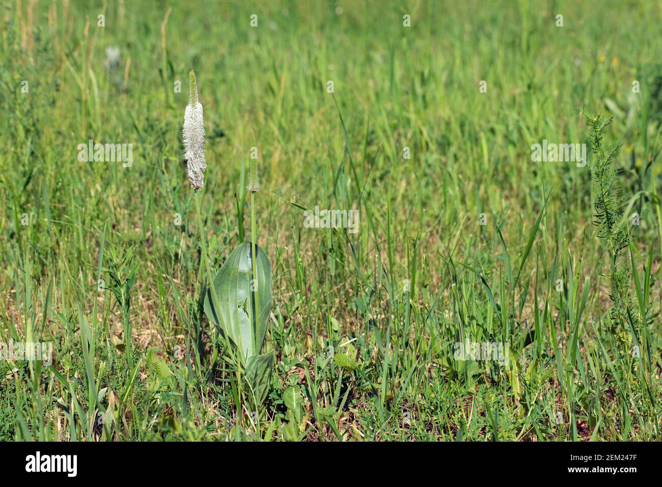 Flowering plant of plantain (psyllium) in natural environment in green meadow. herbal medicine and botany concept. Plantago major, broadleaf plantain Stock Photo
