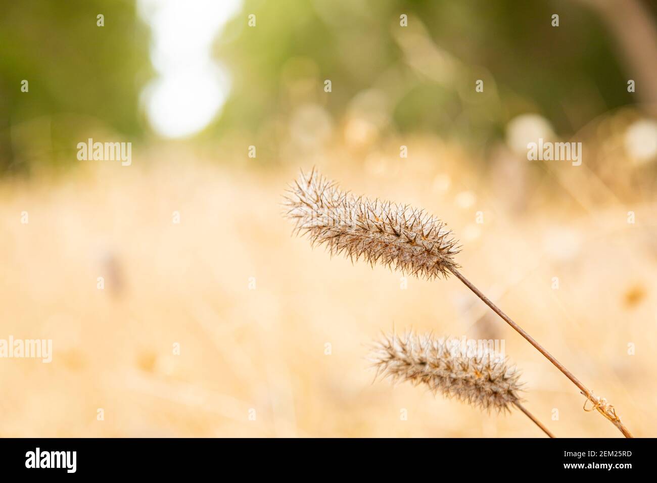 Soft focused macro close up of wild grass seed in rural countryside ...