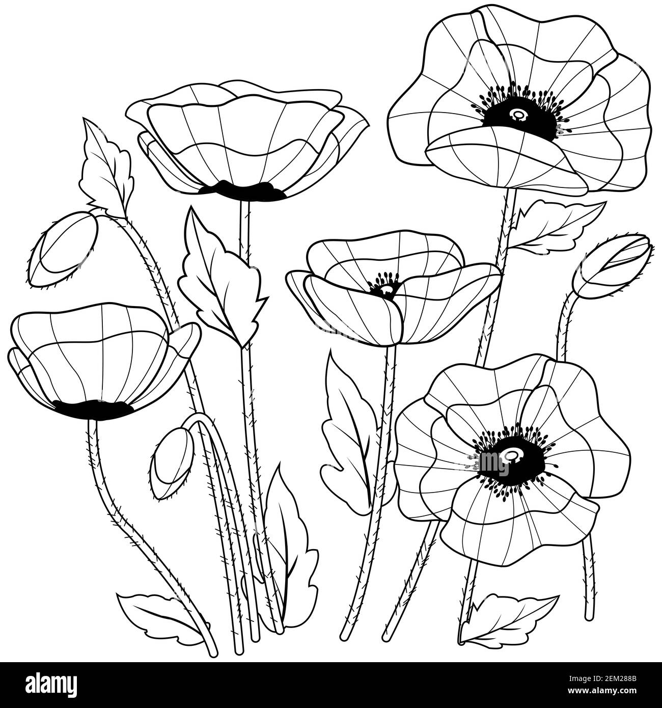 Poppy flowers and buds. Poppy flowers on white background. Field wildflowers. Black and white coloring page. Stock Photo