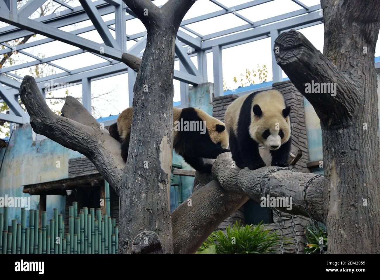 Beijing, CHINA-Some cute giant pandas pose in the panda enclosure ...