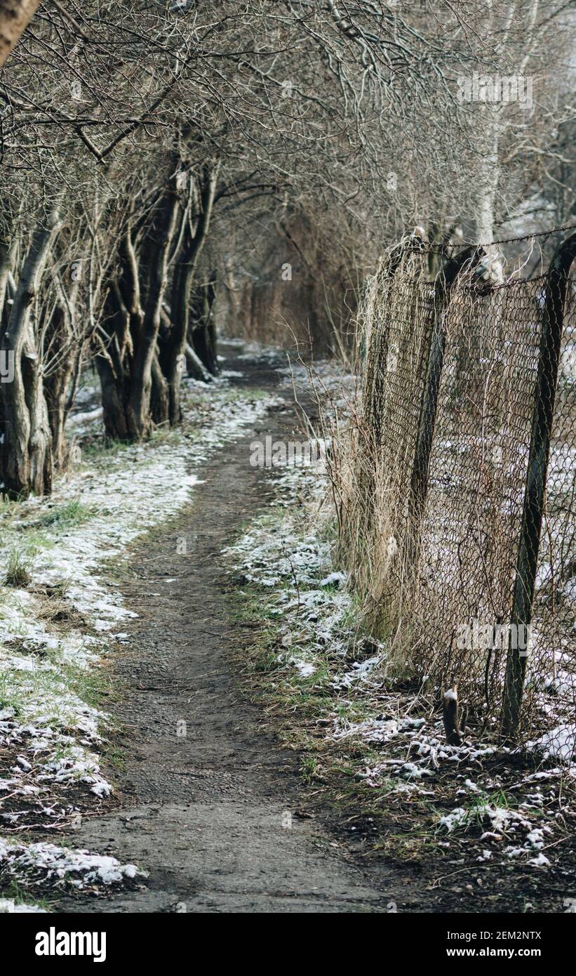 Path Between Tree Pathway between row trees hi-res stock photography and images - Alamy
