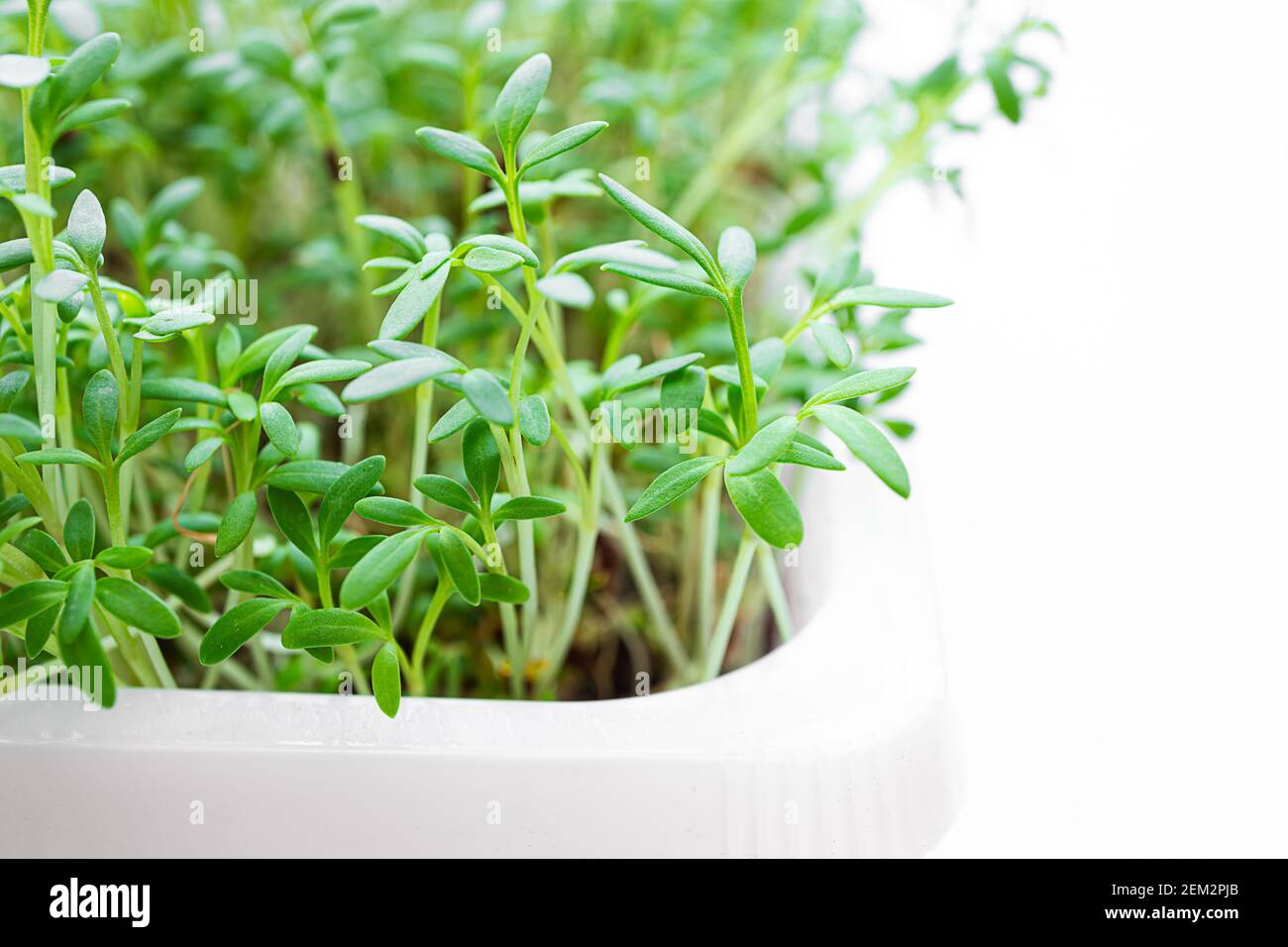 Growing sprouts of watercress close-up, sprouting microgreens and germination at home, healthy eating and DIY concept Stock Photo