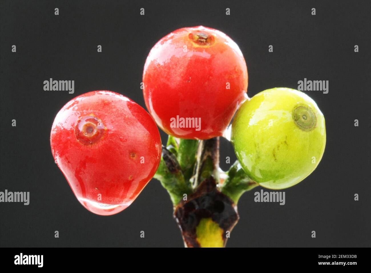 Kaffeebeeren Stock Photo