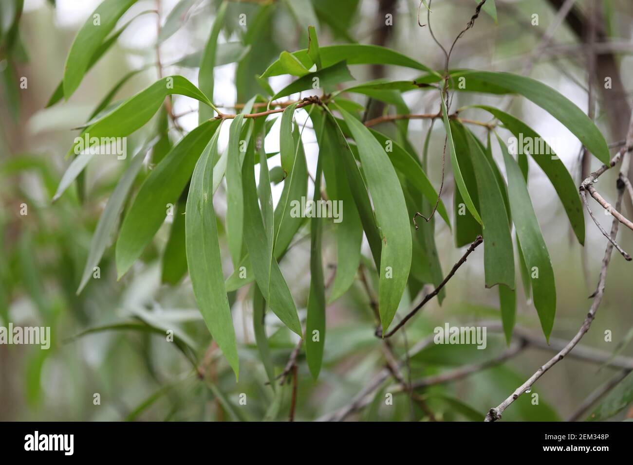 Persoonia levis, commonly known as the broad-leaved geebung, a native shrub seen in Lane Cove National Park, Thornleigh, Sydney, NSW, Australia. Stock Photo
