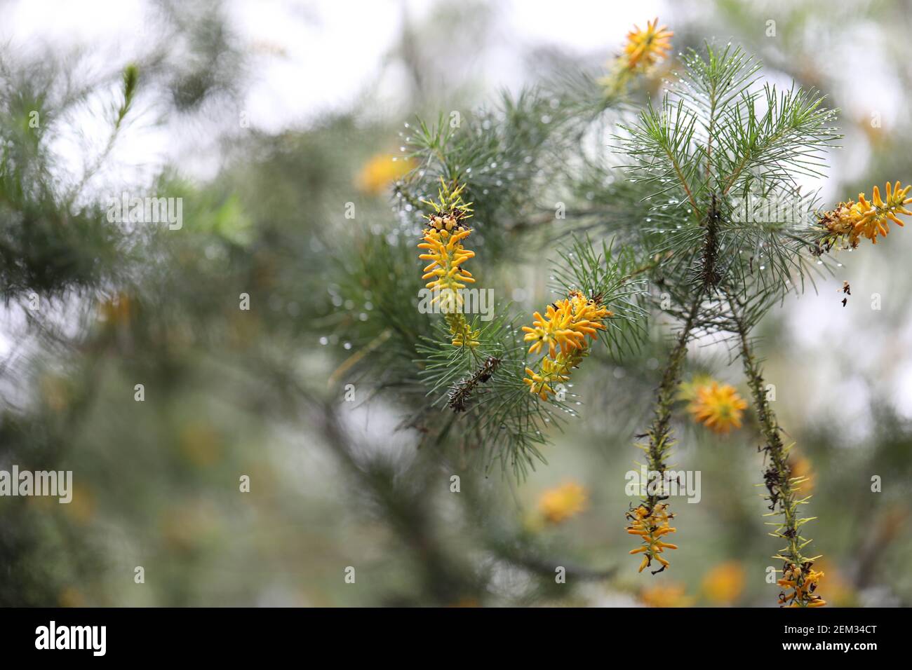 The yellow flowers of the narrow-leaved geebung (Persoonia linearis) seen in Lane Cove National Park, Pennant Hills, Sydney, NSW, Australia. Stock Photo