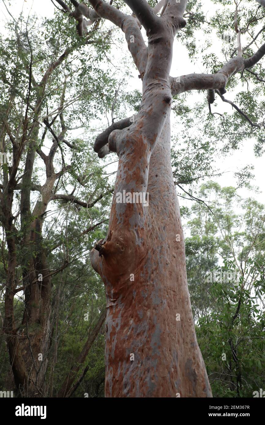 Angophora costata, commonly known as Sydney red gum or smooth-barked apple in Lane Cove National Park, Sydney, NSW, Australia. Stock Photo