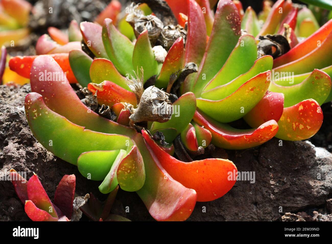 Mittagsblume glottiphyllum linguiforme Stock Photo