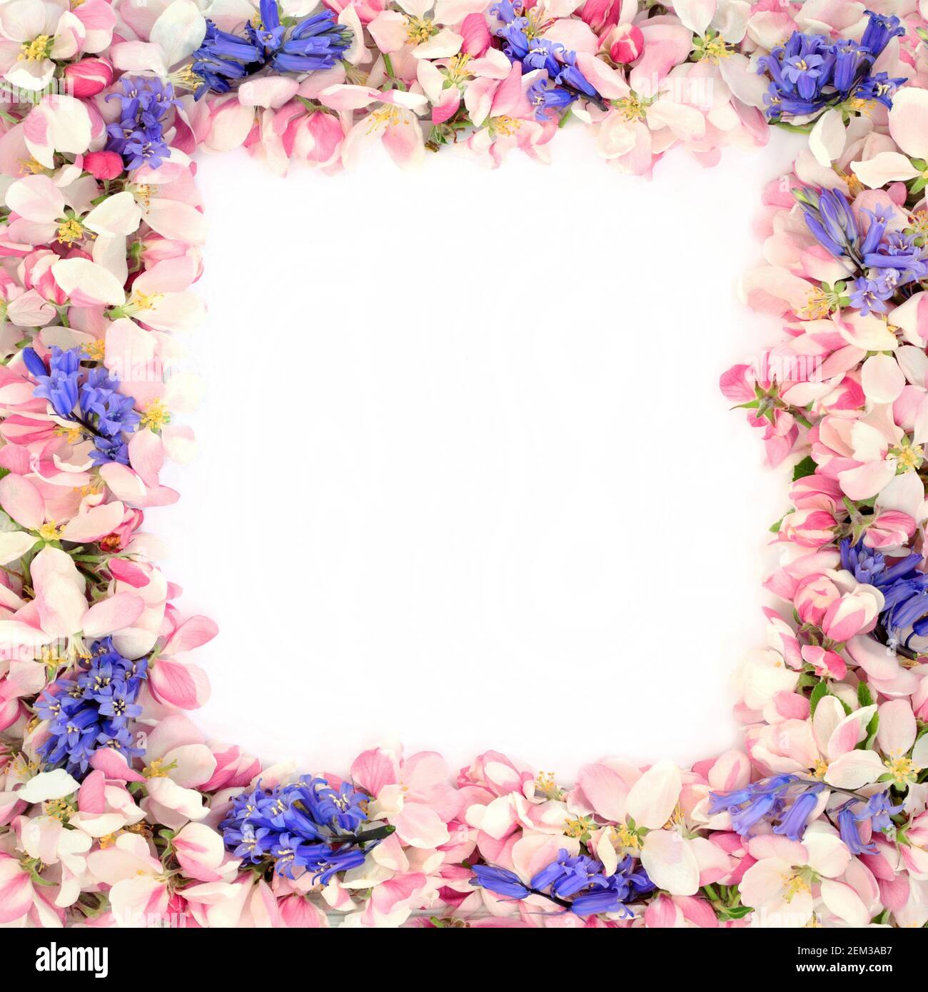 Spring apple blossom & bluebell flower border on white background with ...