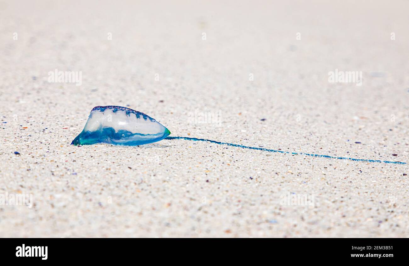 The Portuguese man o' war or Physalia physalis, washed up on a Cape Town beach Stock Photo