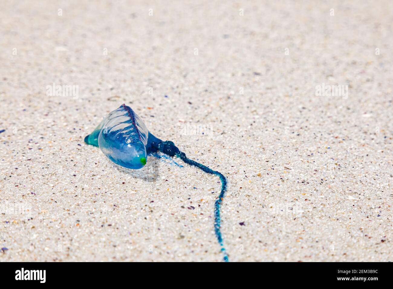The Portuguese man o' war or Physalia physalis, washed up on a Cape Town beach Stock Photo