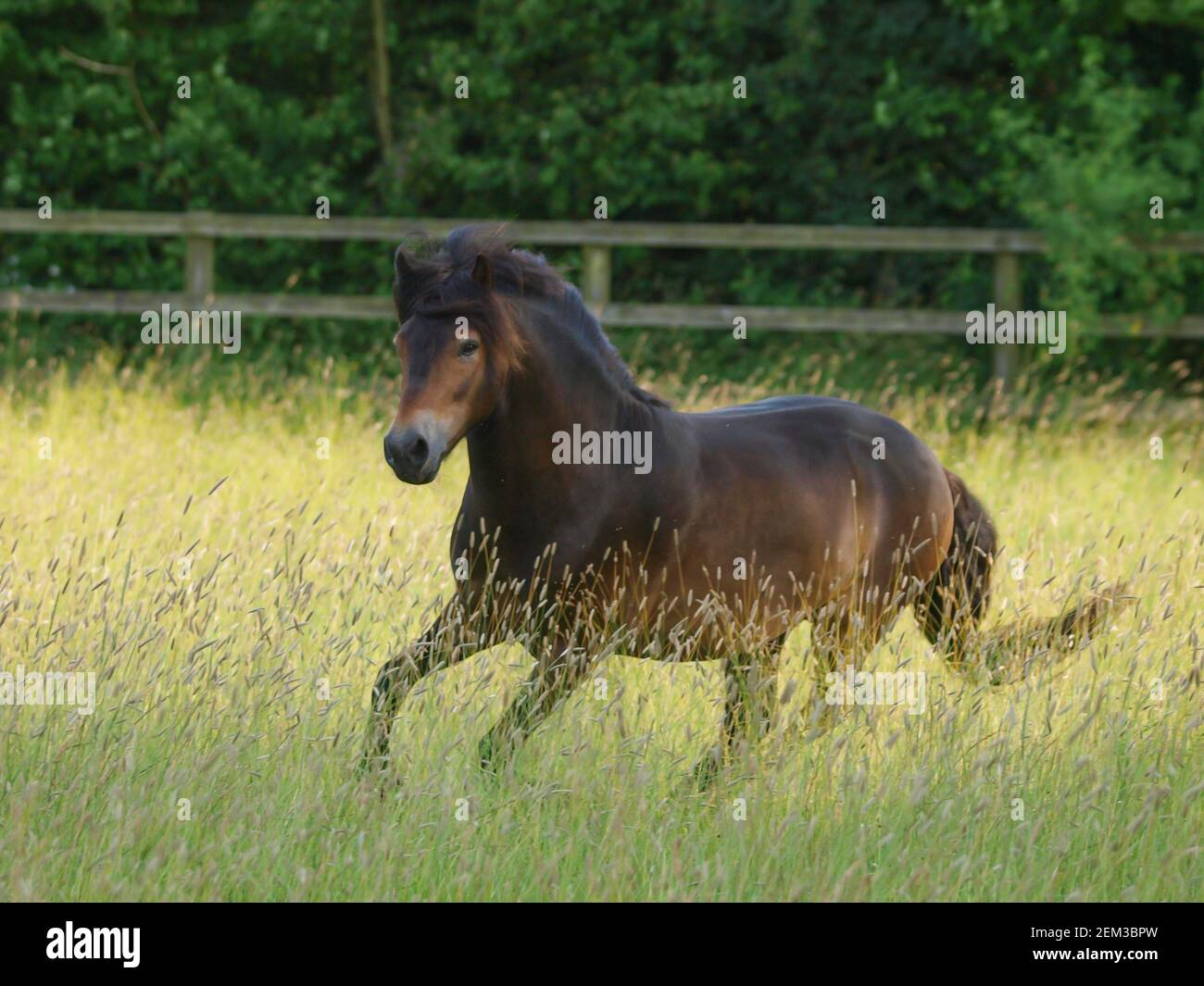 A rare breed Exmoor pony canters through  a paddock of long summer grass. Stock Photo
