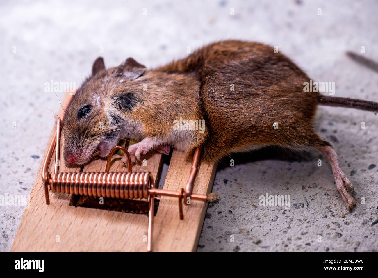 Mouse trapped in Mouse trap in the shed. Stock Photo