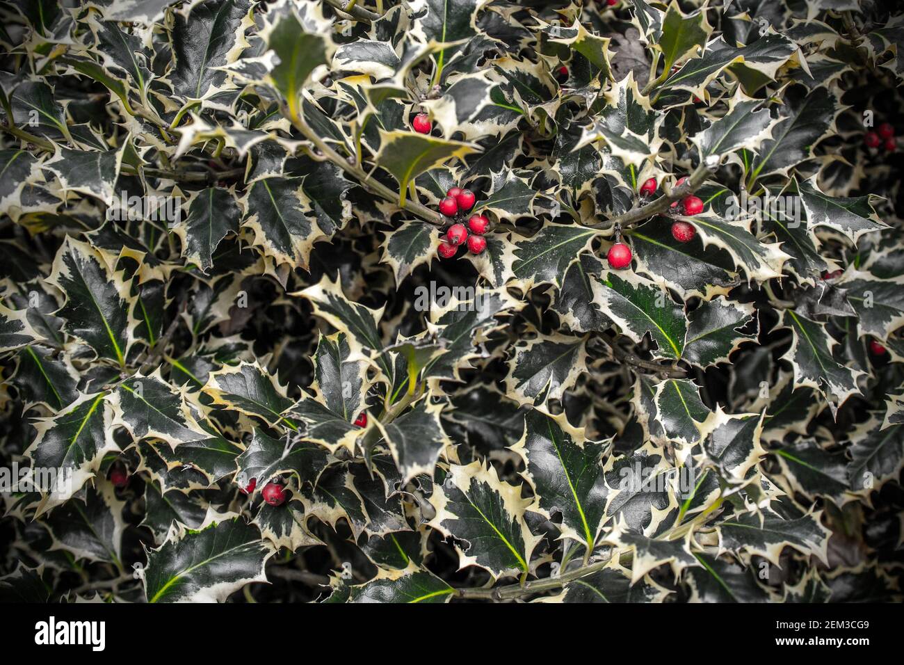 Ilex Aquifolium - argentea marginata ( silver variegated ) Stock Photo