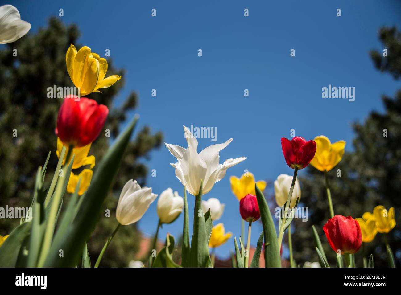 Colorful flowers in spring Stock Photo