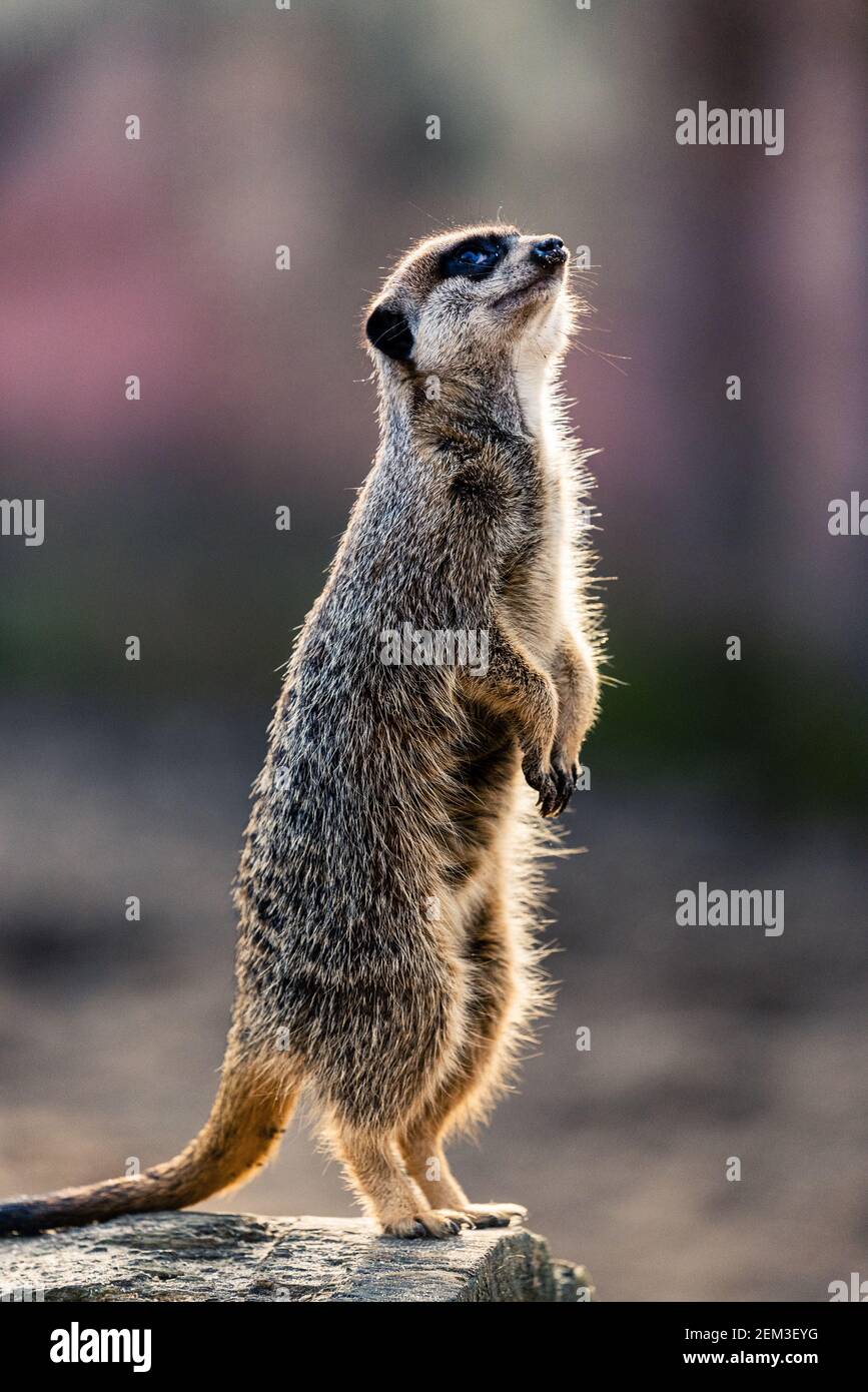 Meerkat stands in the sun and is careful. It keeps watch to warn the family in case of danger. It stands on its hind legs and moves its head upward. Stock Photo