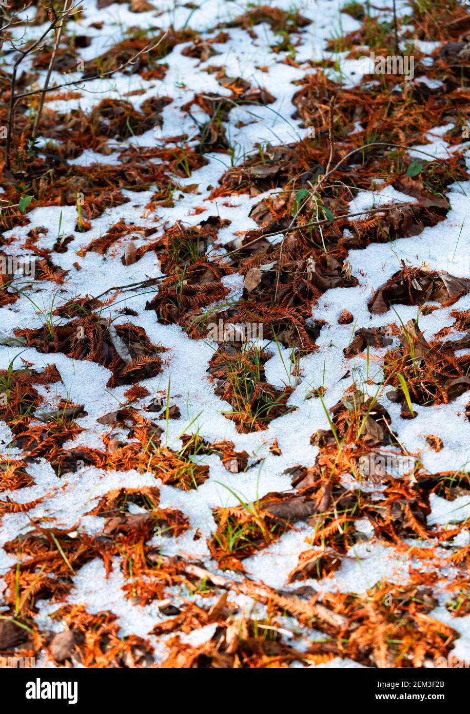 Little bits of melting snow in brown and green grass Stock Photo