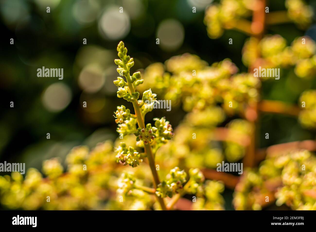 https://c8.alamy.com/comp/2EM3FBJ/a-mango-fruit-tree-in-full-flower-is-a-beautiful-sight-indeed-the-flowers-are-pollinated-by-insects-2EM3FBJ.jpg