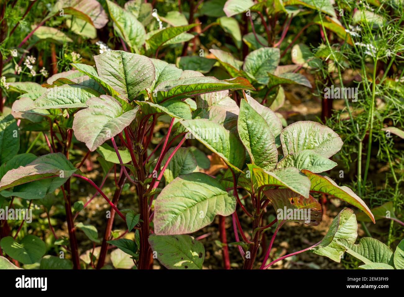 Amaranth species are cultivated and consumed as leaf vegetables in many parts of the world. Stem Amaranth Leaves, roots, and stems are a great vegetable Stock Photo