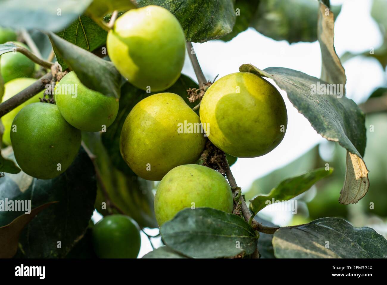 Indian jujube is a multi-purpose tree mainly grown for its fruits, tropical fruit tree species belonging to the family Rhamnaceae Stock Photo