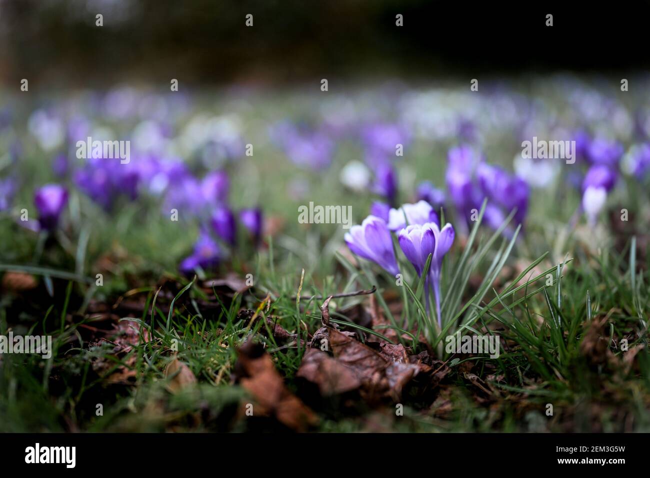 Spring Fro Spring forward hi-res stock photography and images - Alamy