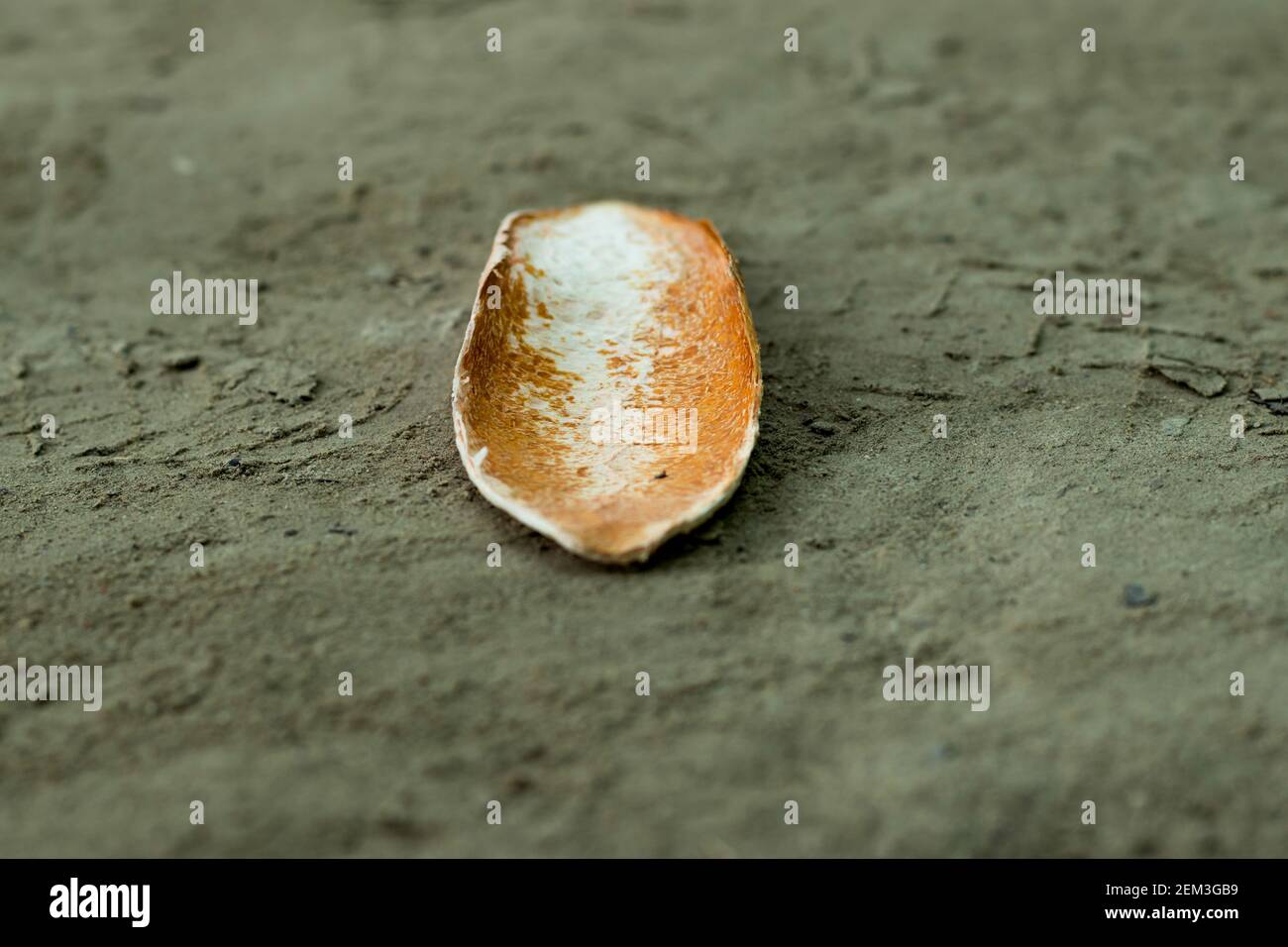 Mahogany fruit cover and this is a straight-grained, reddish-brown timber of three tropical hardwood species of the genus Swietenia Stock Photo