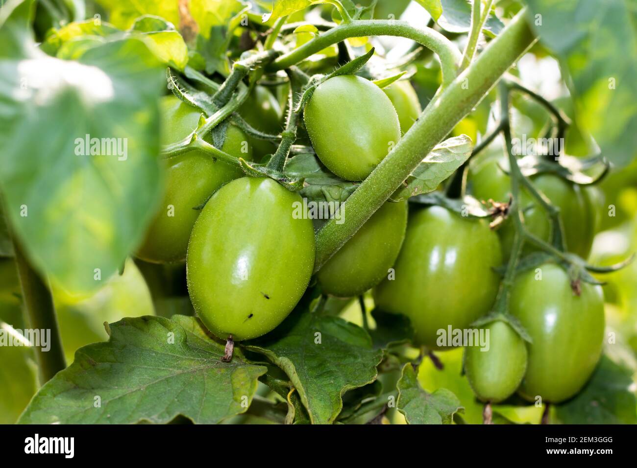 Most green tomato plants are regular leaf varieties with small