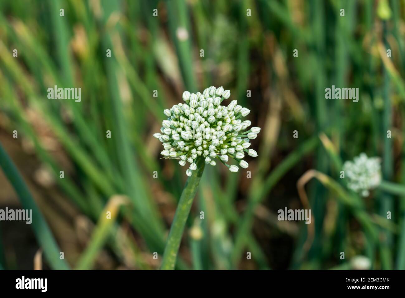 Onion Has Flower Buds and Onion plants produce flowers that are ready