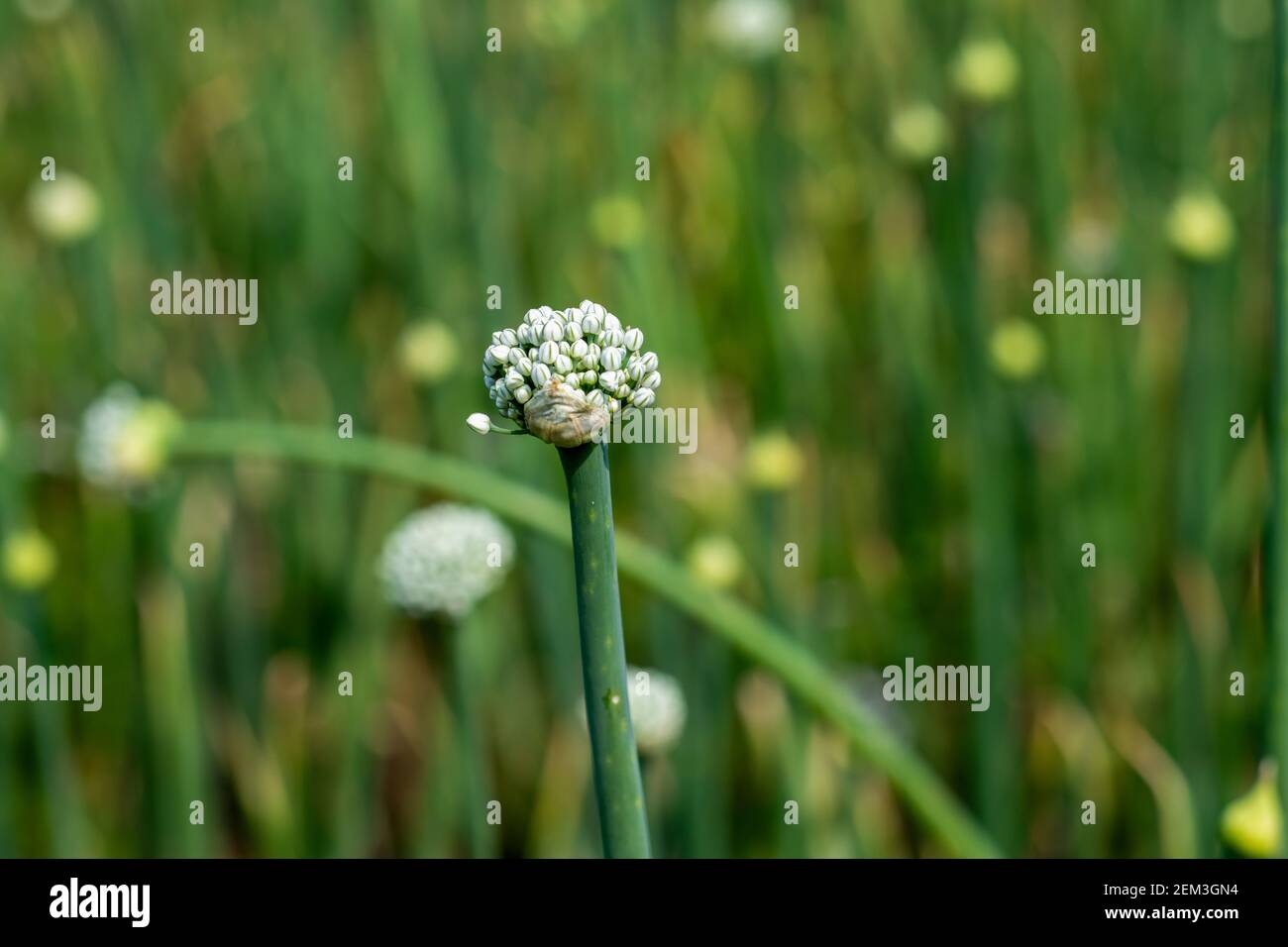 Onion plants produce flowers that are ready for pollination and seed