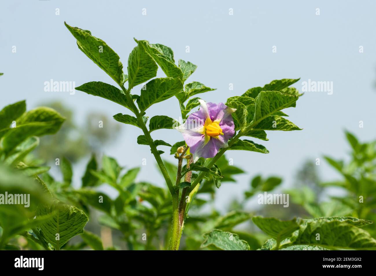 Potato plant flower hires stock photography and images Alamy