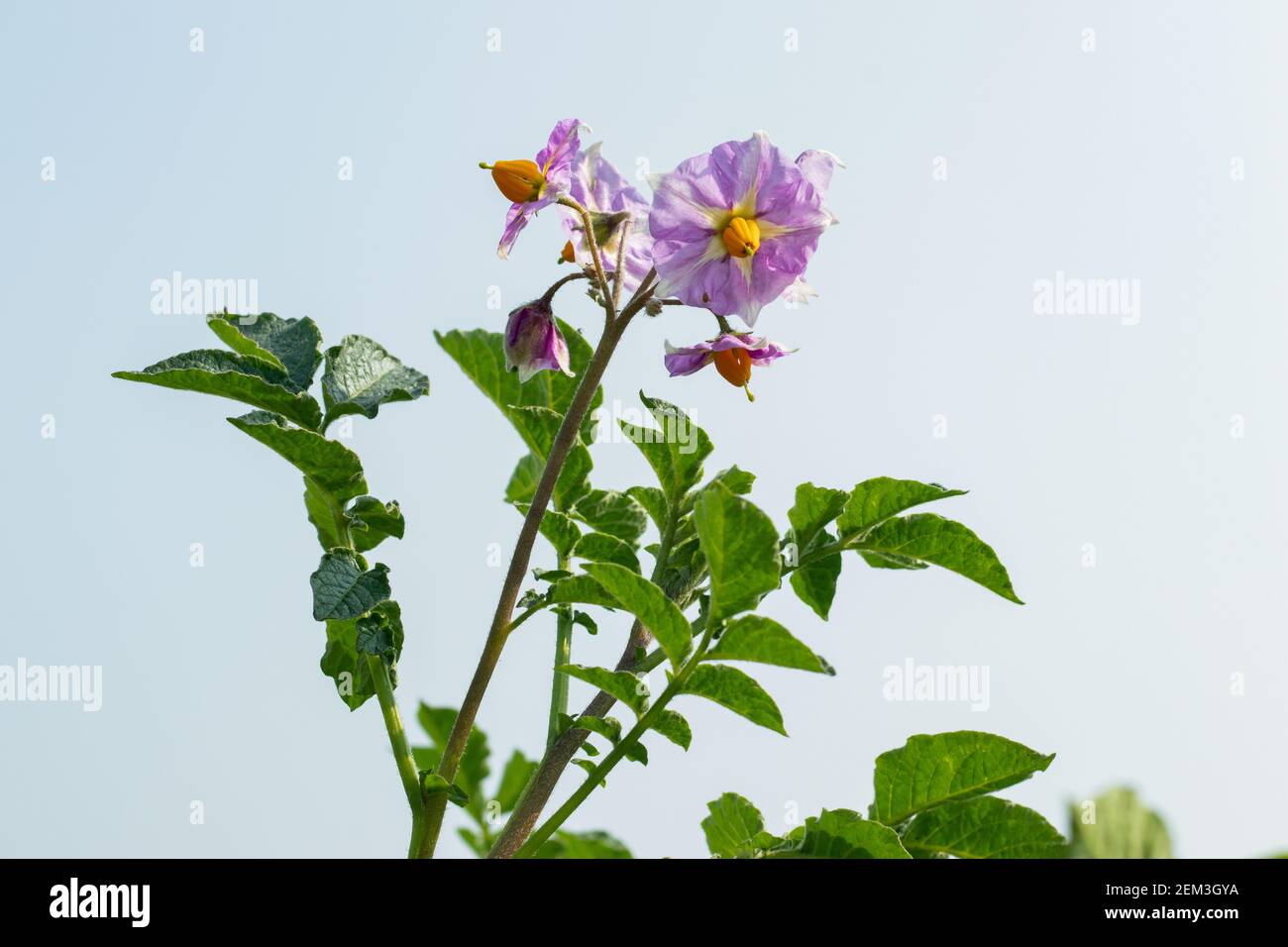 Potato produce flowers, followed by inedible tomatolike fruits filled