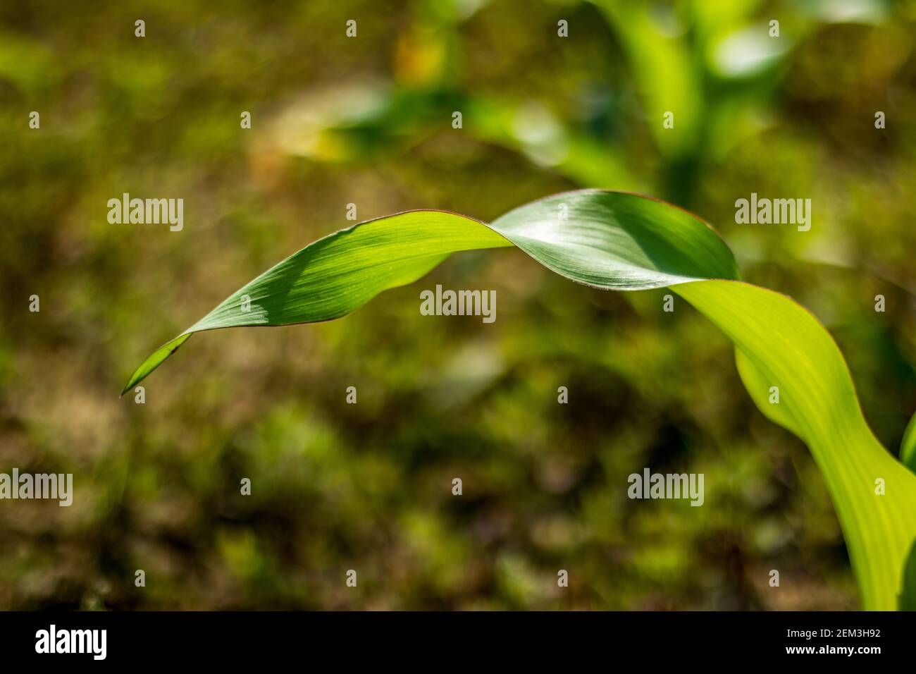Maize leaf hires stock photography and images Alamy