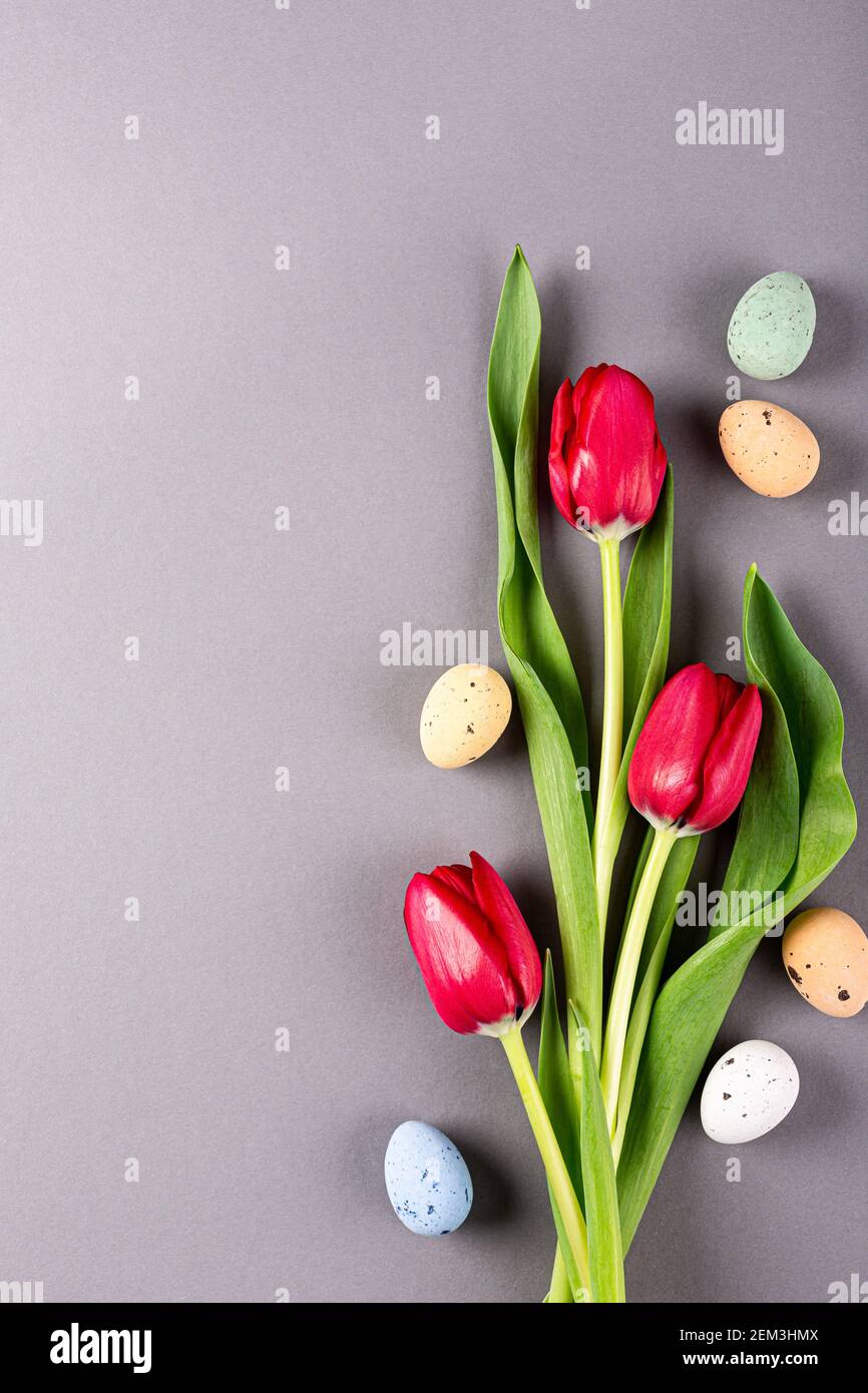 Pink tulips over gray background Stock Photo