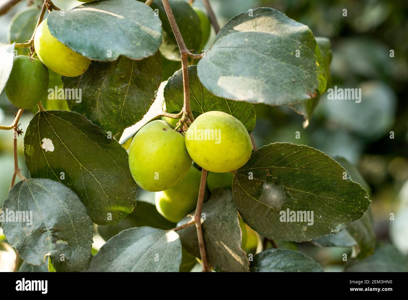 Tropical fruit tree species belonging to the family Rhamnaceae. Ziziphus mauritiana, also known as Indian jujube is a multi-purpose tree Stock Photo