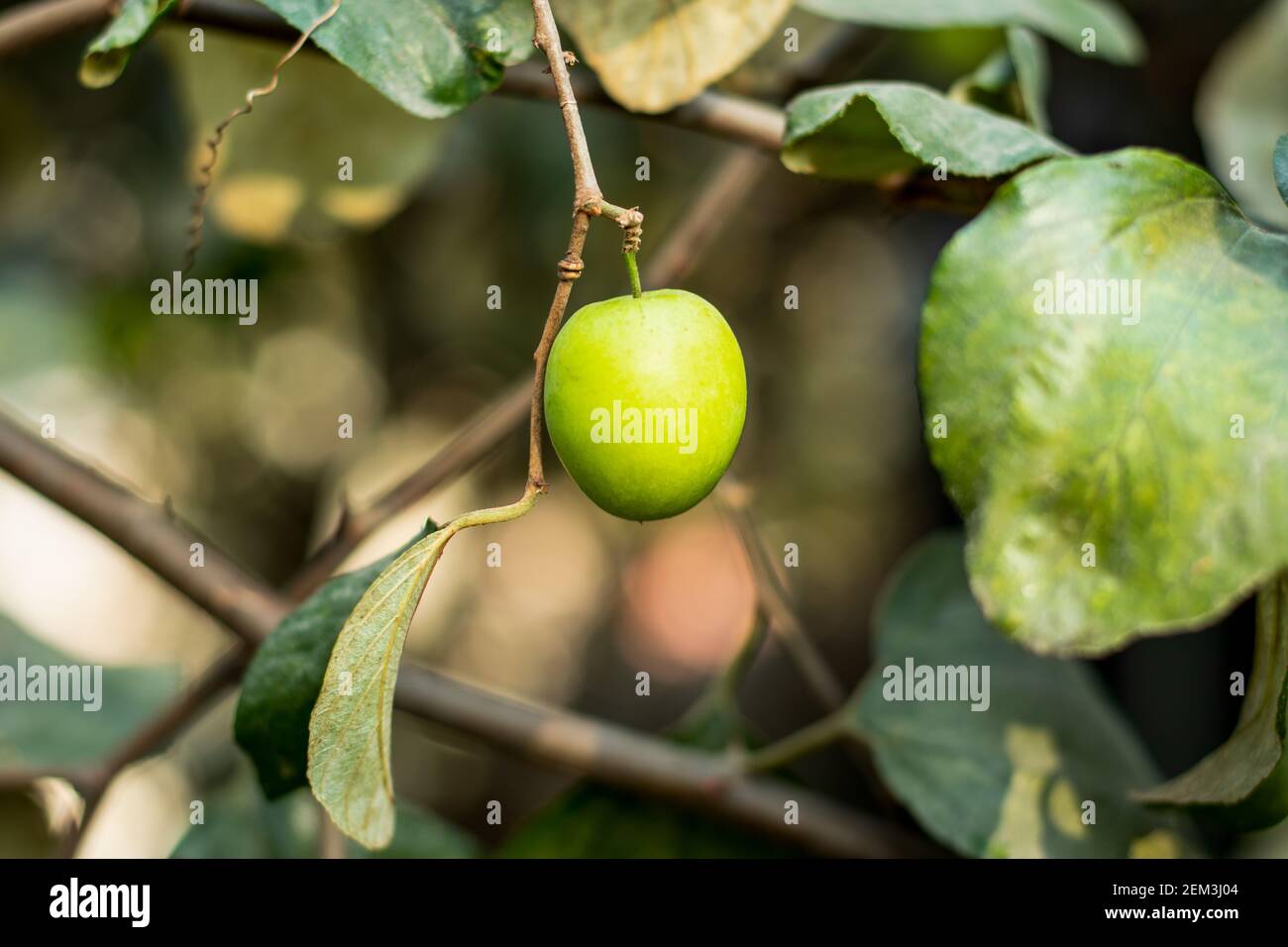 Indian Jujube High Resolution Stock Photography And Images Alamy