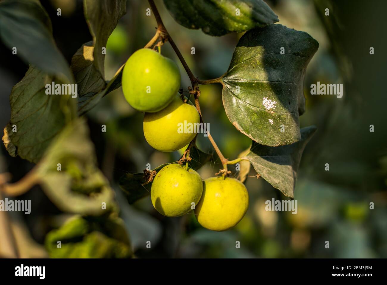 Ziziphus mauritiana, also known as Indian jujube is a multi-purpose tree species belonging to the family Rhamnaceae Stock Photo
