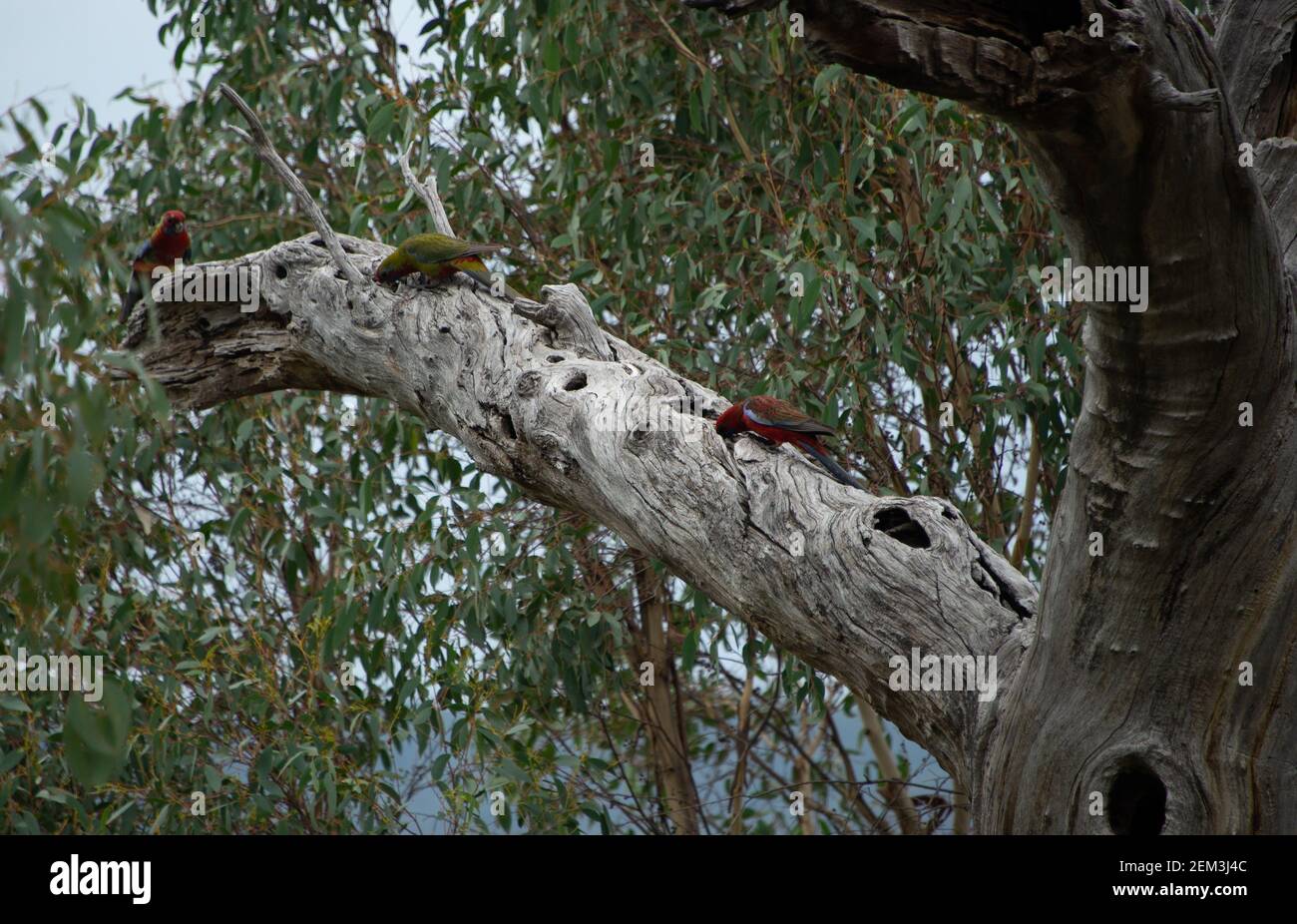 3 Crimson Rosellas inspecting  an old knotted limb. Green parrot is juvenile Stock Photo