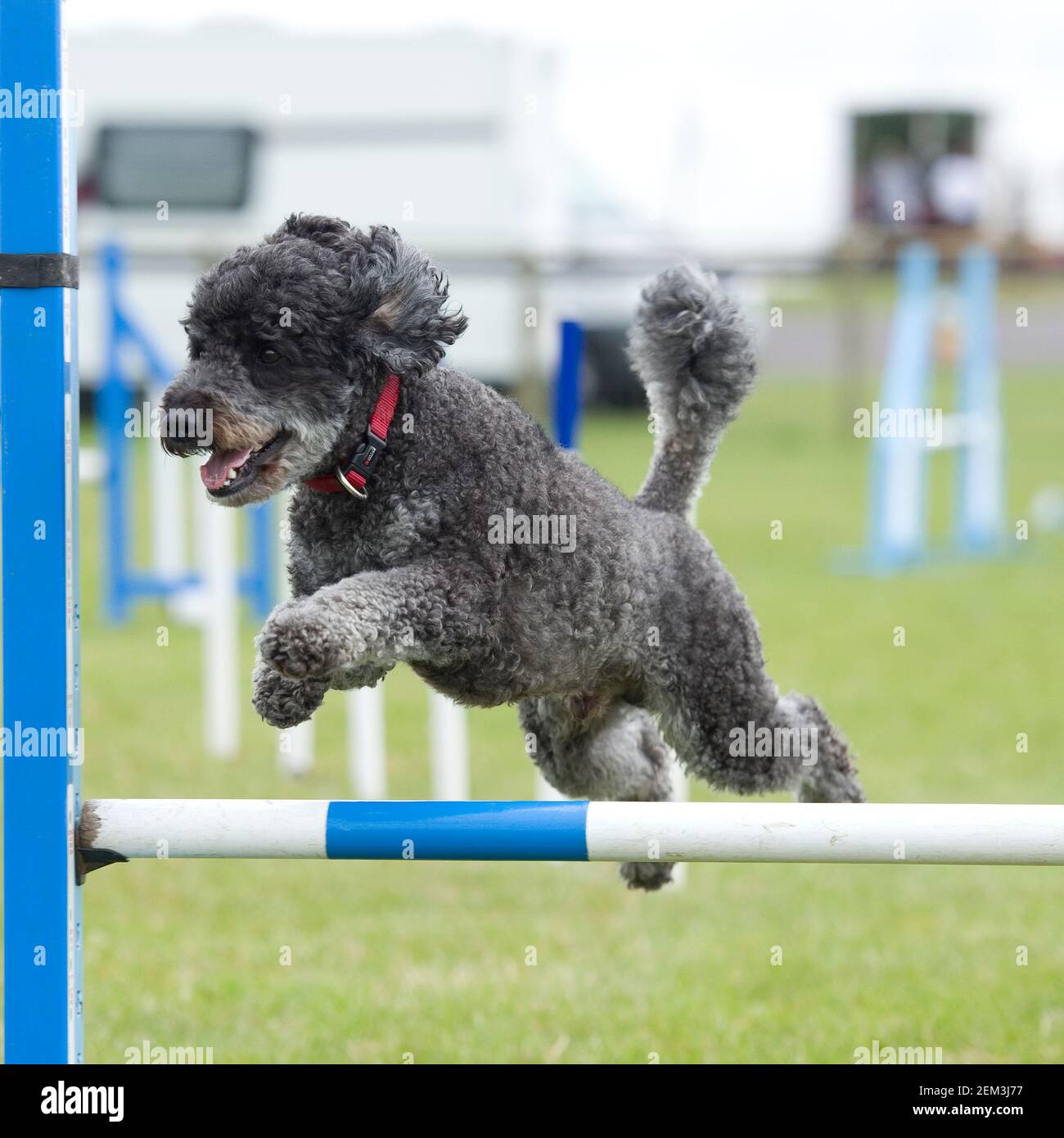 Are Poodles Good At Agility