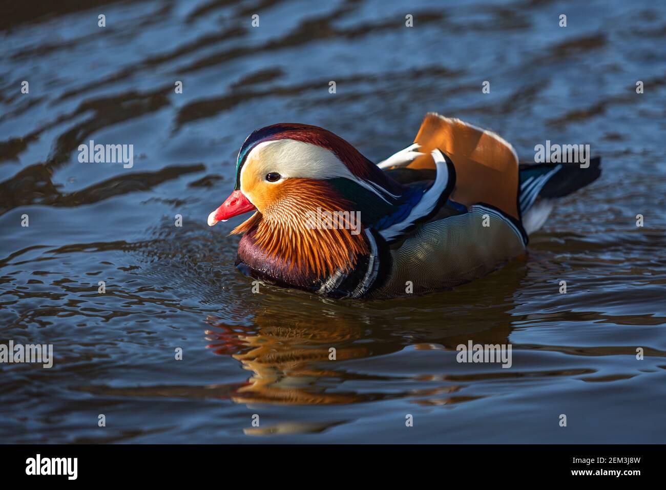 Close up portrait of a colorful male mandarin duck swimming in a river ...