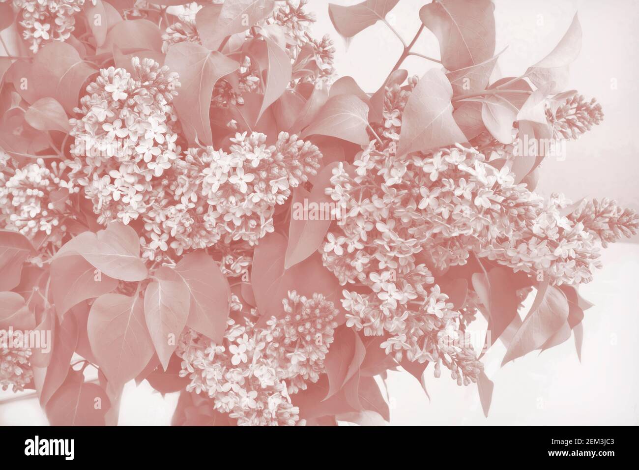 Monochrome background image with a bouquet of lilacs. Stock Photo