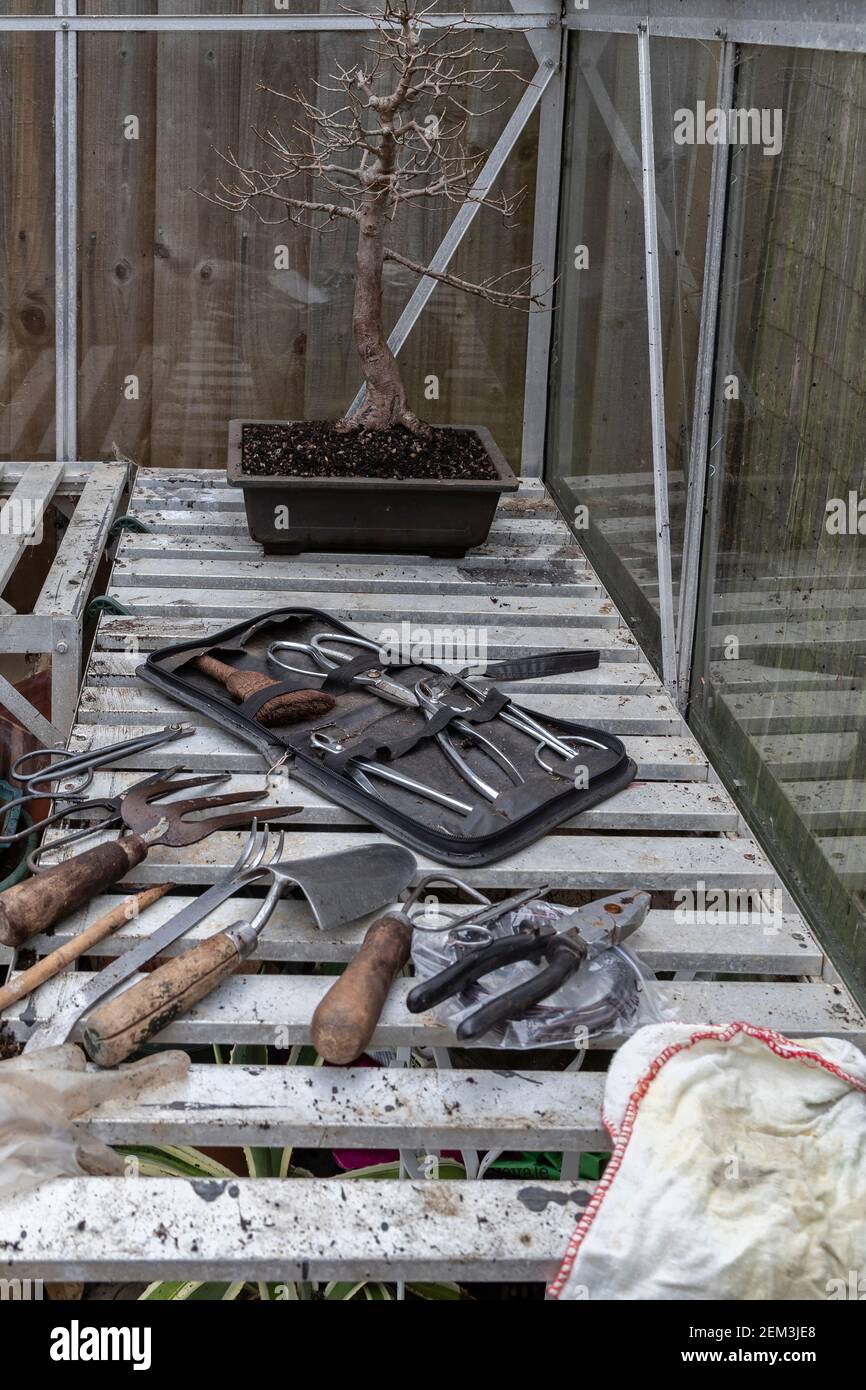 In a Greenhouse root pruning and repotting a Field Maple, Acer