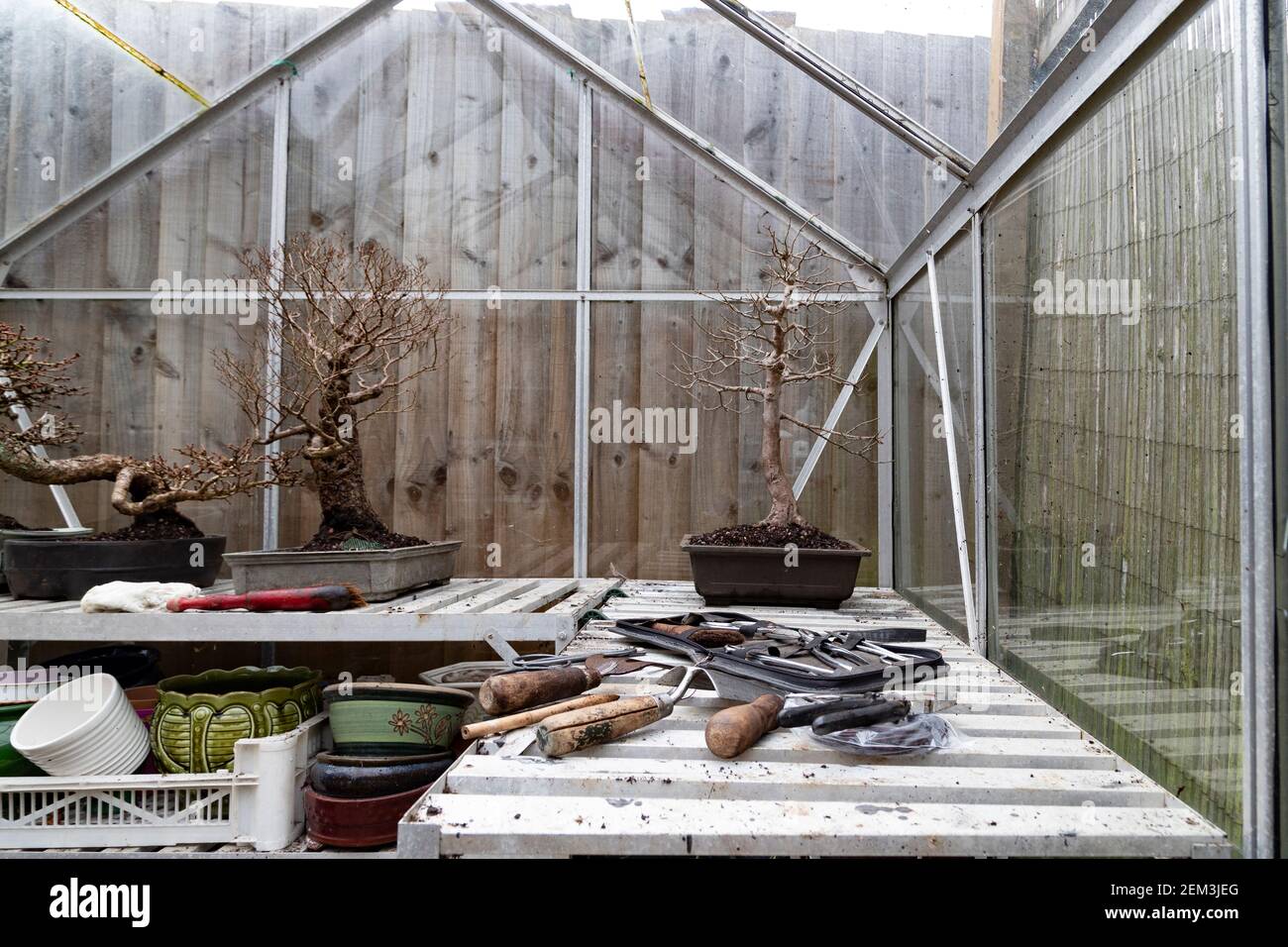 In a Greenhouse root pruning and repotting a Field Maple, Acer campestre Bonsai in late winter early spring before it starts coming into bud, Northamp Stock Photo