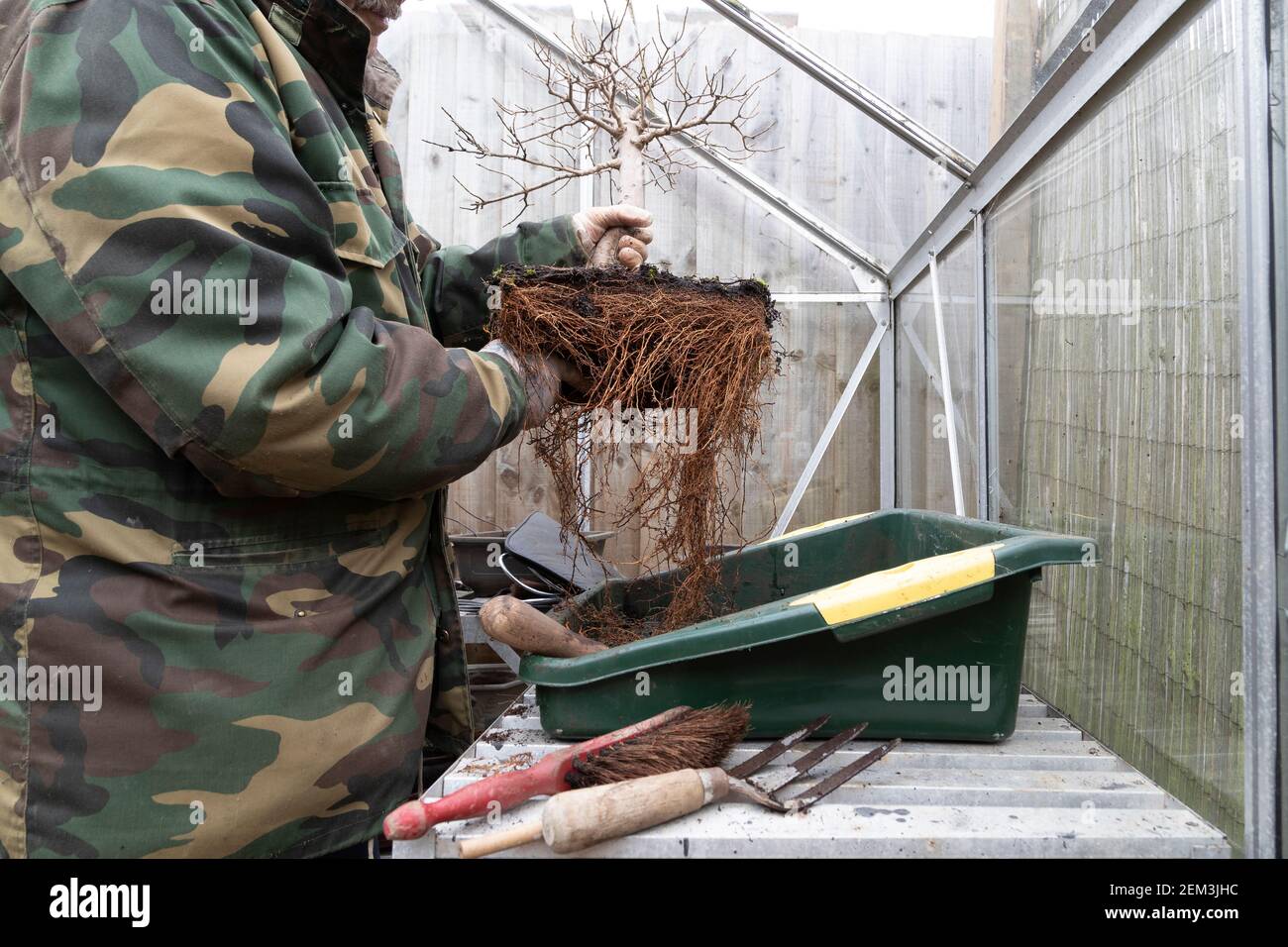 In a Greenhouse root pruning and repotting a Field Maple, Acer