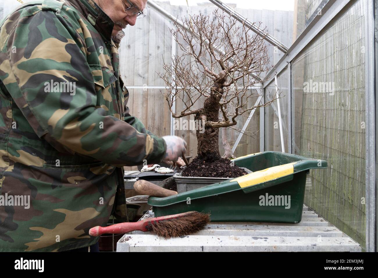 In a Greenhouse root pruning and repotting a Cork Bark Chinese Elm. Ulmus parvifolia Bonsai in late winter early spring before it starts coming into b Stock Photo