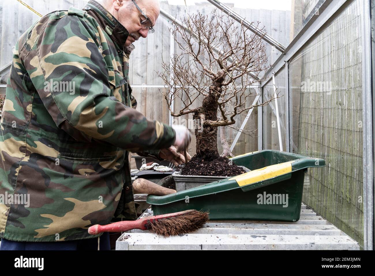 In a Greenhouse root pruning and repotting a Cork Bark Chinese Elm. Ulmus parvifolia Bonsai in late winter early spring before it starts coming into b Stock Photo